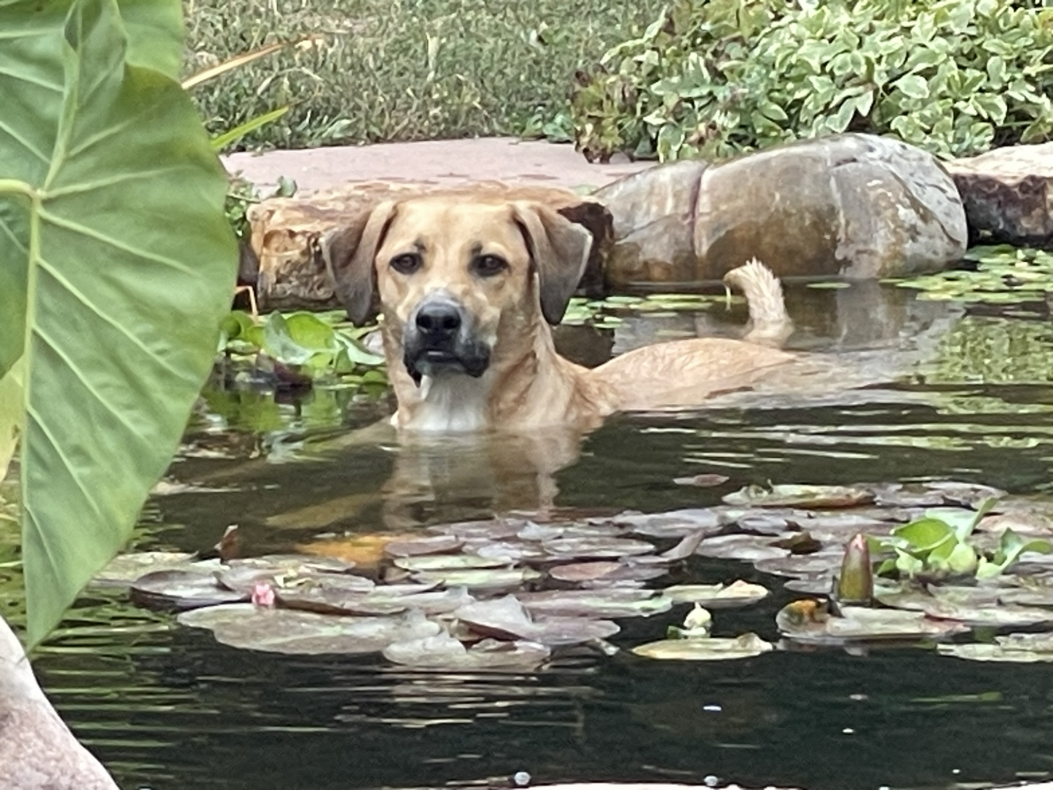 Support your dog's emotional health, build her a pond!