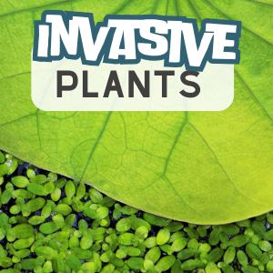 Invasive Aquatic Plants