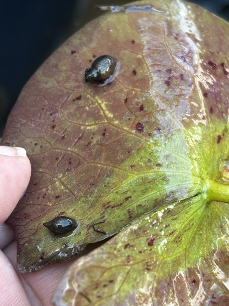 Photo of small snails on the underside of a Water Lily pad