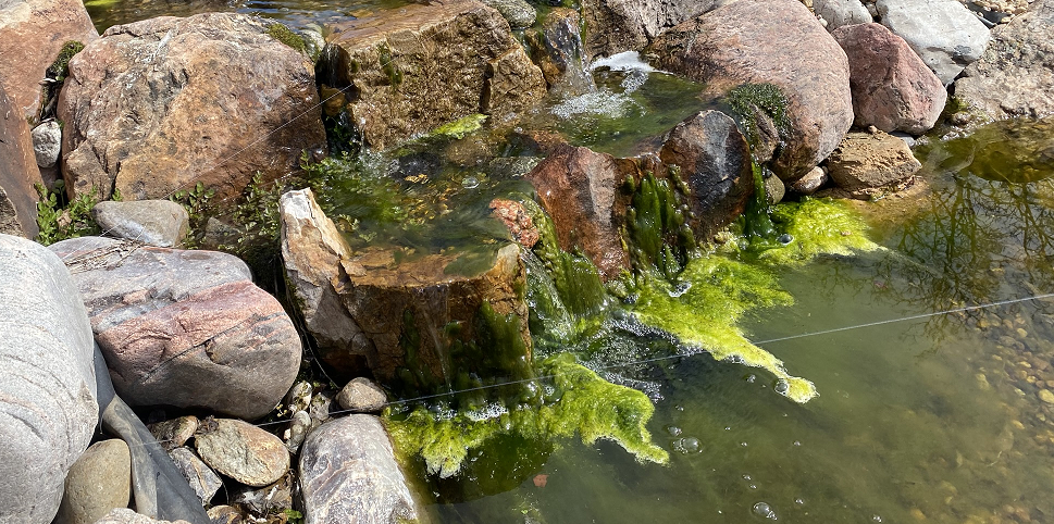 koi pond string algae