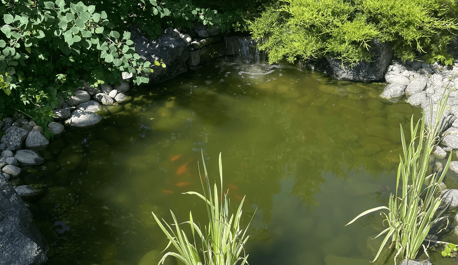 Microbial algae