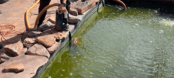 green water in pond