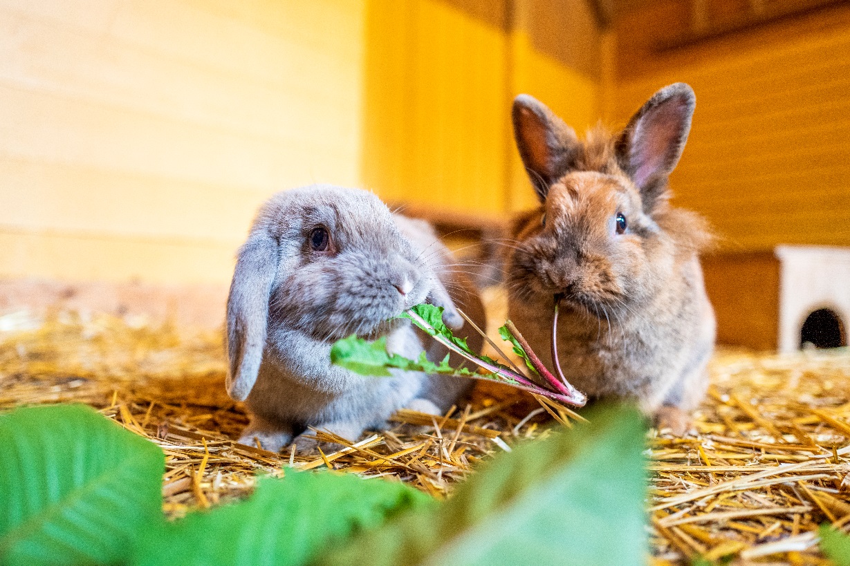 Kaninchen auf dem Kinderbauernhof (Foto: Jacob Schröter)
