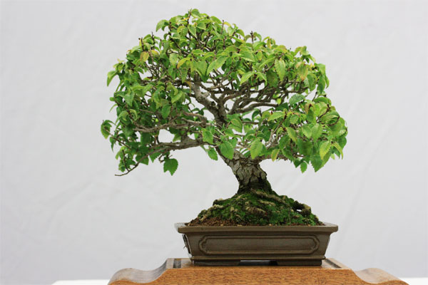 Syberian Elm 1st TOTM Sept 11 Syberian Elm 1st TOTM Sept 11