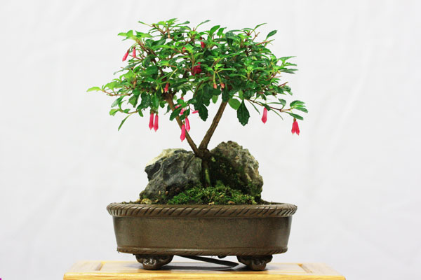 Joint 1st place - Fuchsia Joint 1st place - Fuchsia
