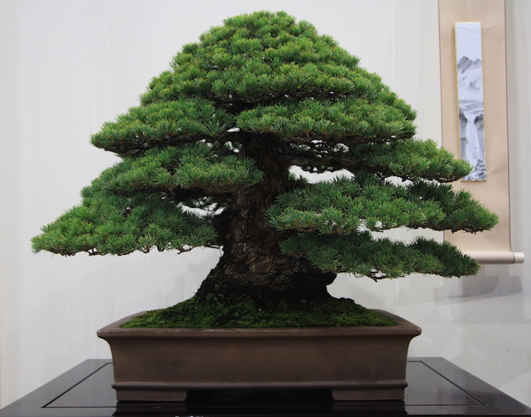 Japanese White Pine