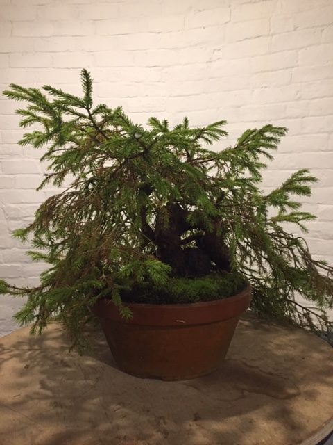 Steve Tolley bonsai demonstration before