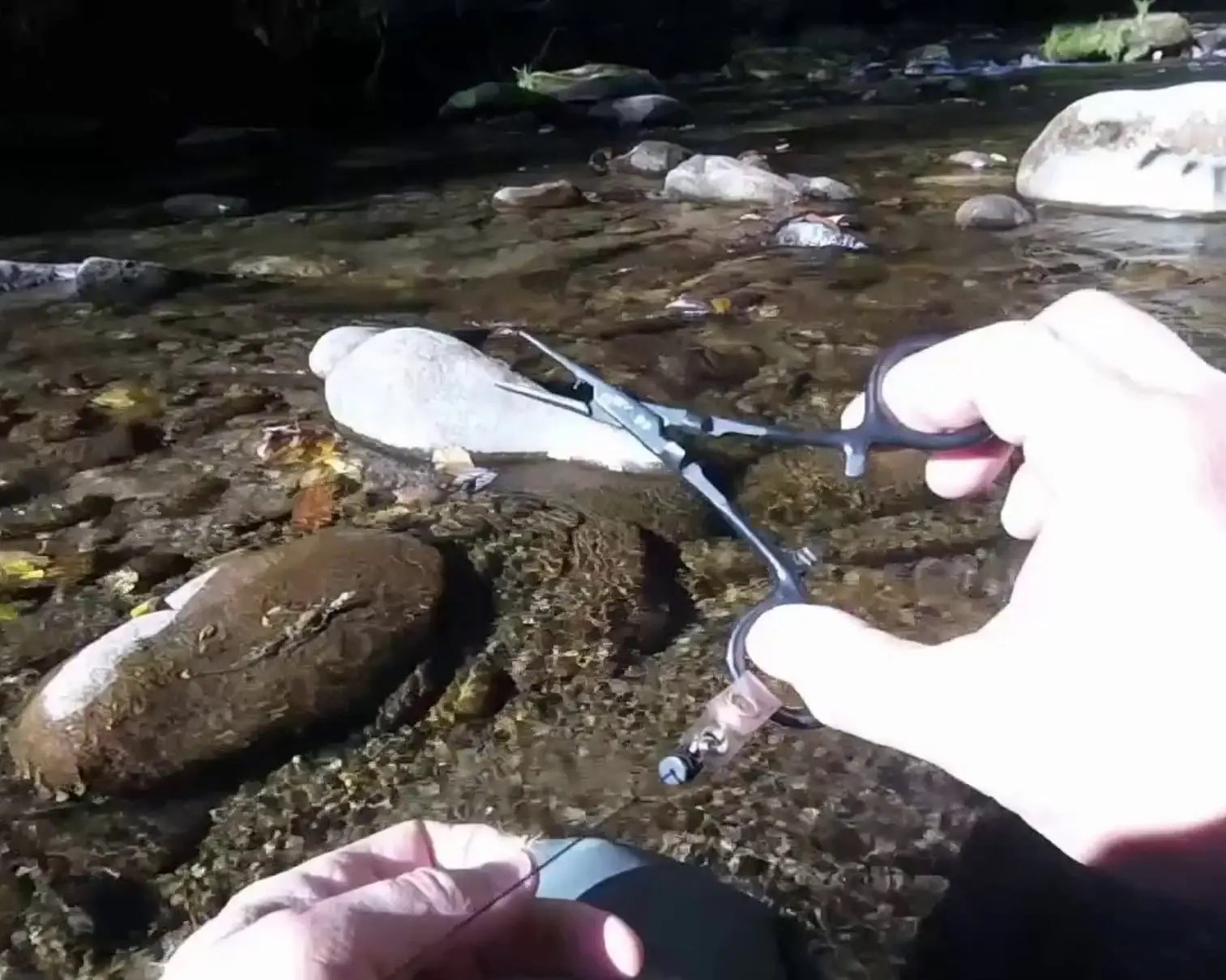 Fantastic Forceps