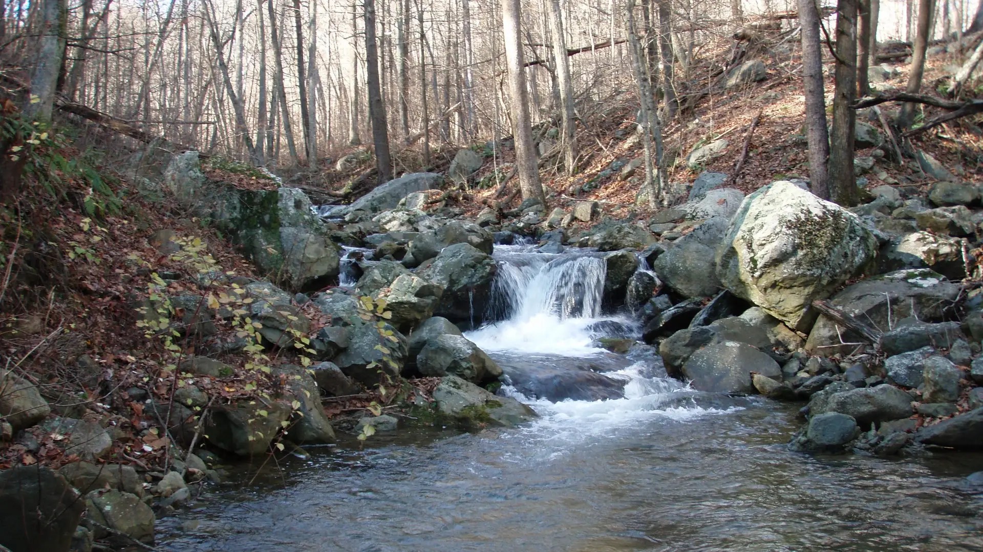 Hogcamp Branch - Blue Ridge