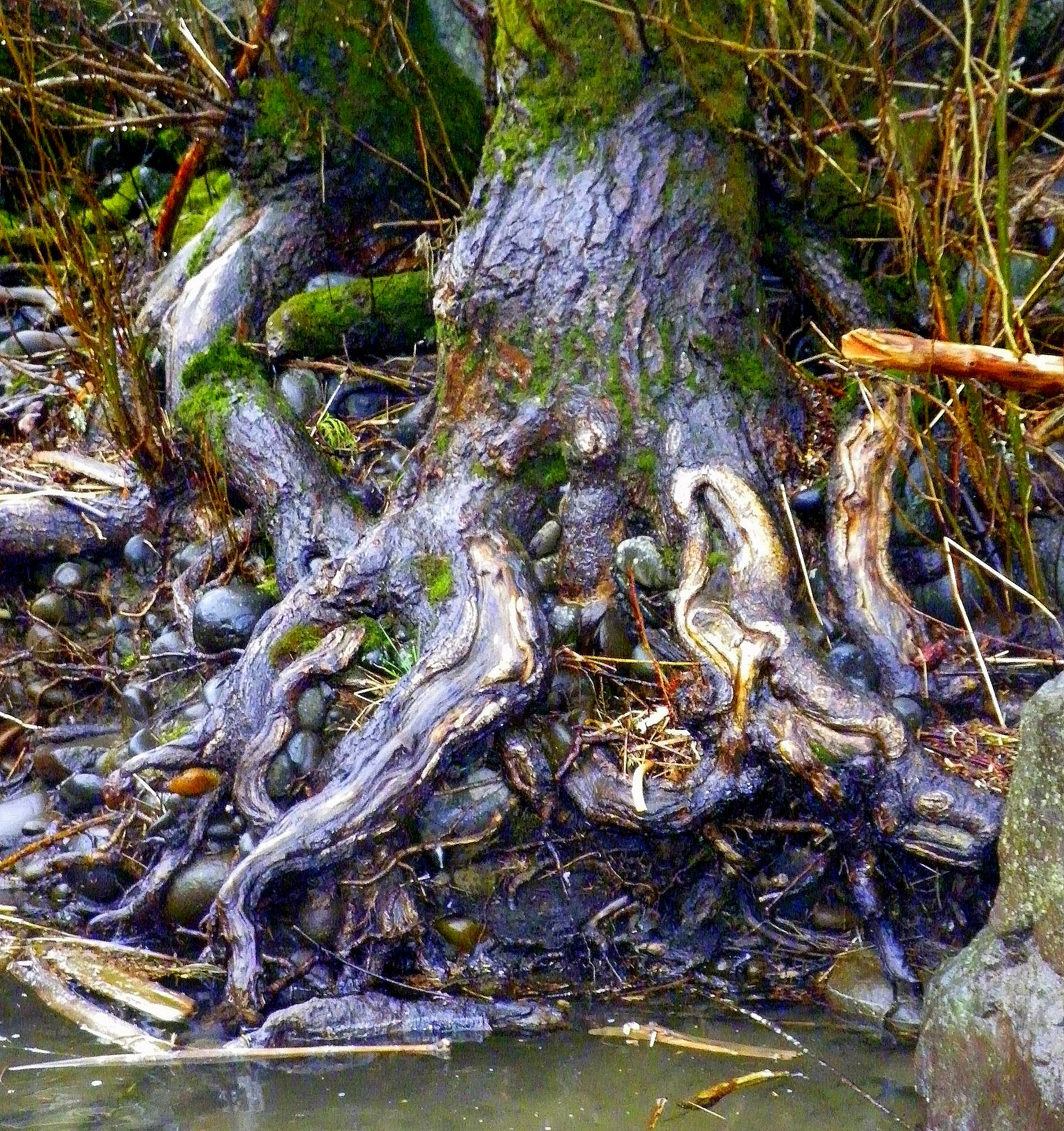 Dutremble Tree old age, wrinkles and stubble – SwittersB & Exploring