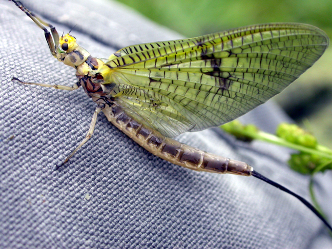 Insectology For The Beginning FlyFisher (troutnut) – SwittersB & Exploring