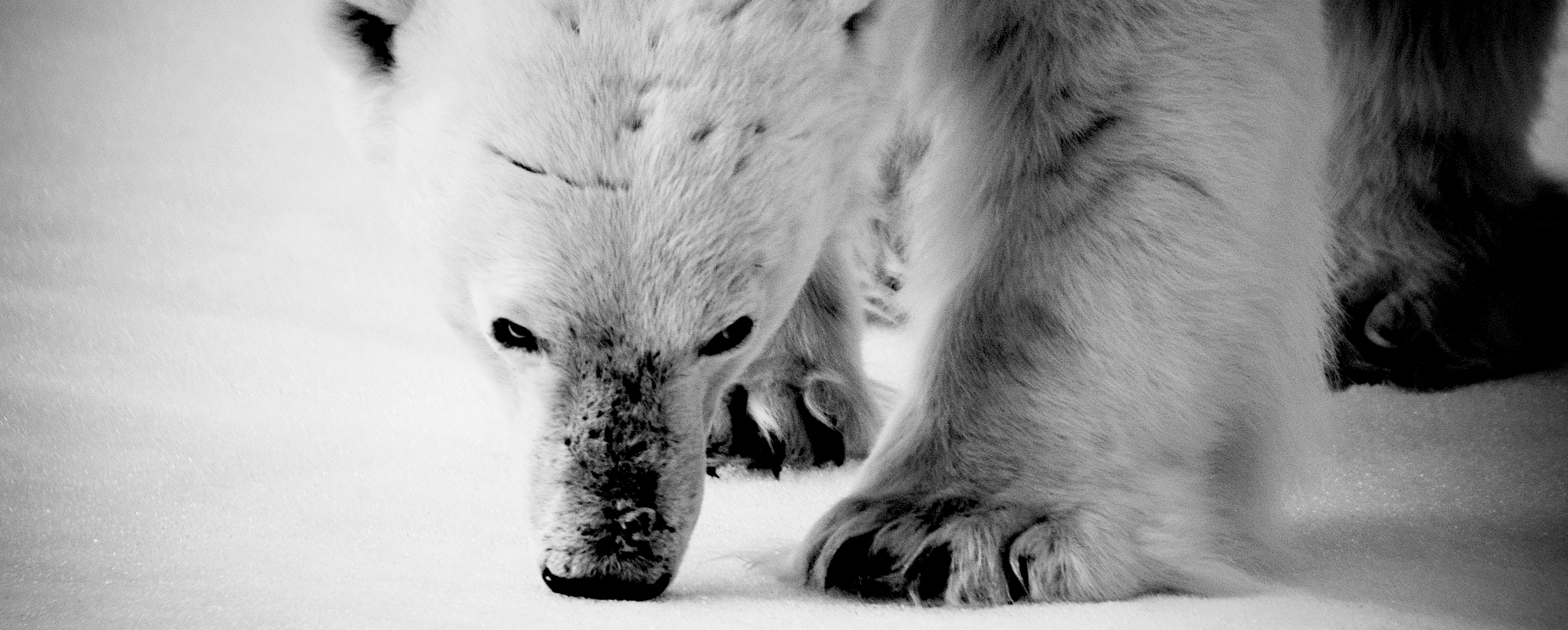 Arctic Guide Swoop Arctic - Premium Gradient Art Gallery - Full HD