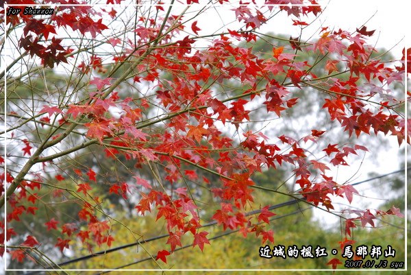 【苗栗 景點】馬那邦山 | 近城的楓紅