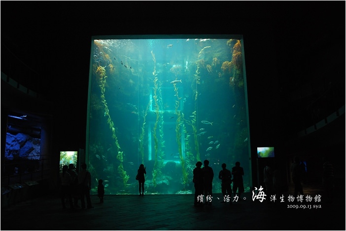 【屏東墾丁 景點】海洋生物博物館 | 欣賞藍色水底隧道、悠遊的小白鯨、大魟魚，以及夜宿海生館要注意什麼？