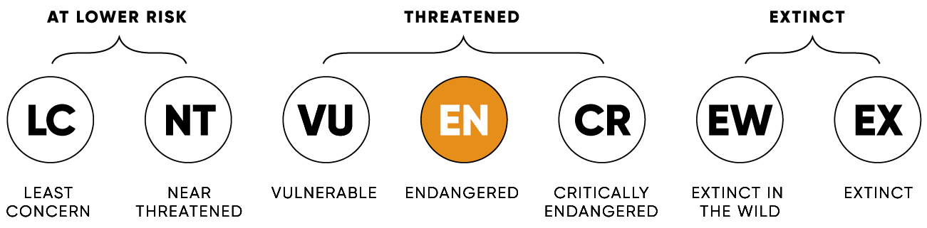 Une Discovery Australian Lungfish - Premium City Illustration Gallery - Mobile