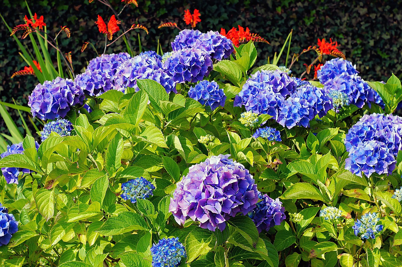 Hydrangea Plant Profile | Sylvan Gardens Landscape