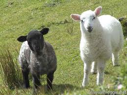 Gratis Download Gambar Tongseng Kambing Divka Milovat Bahan Daging Kambing Kg Bawang Terbaru oleh www.lampunghits.com