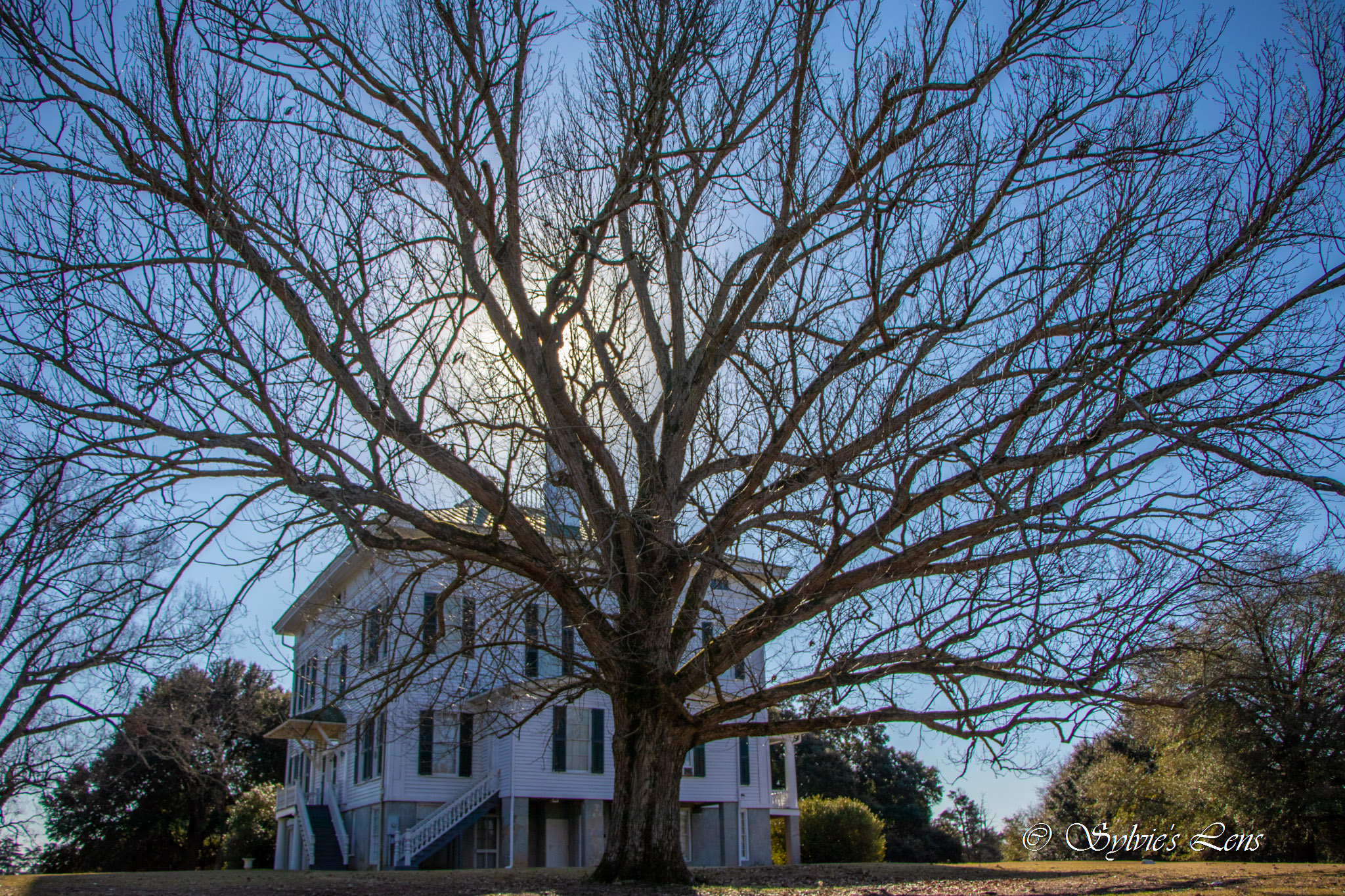 Redcliffe Plantation
