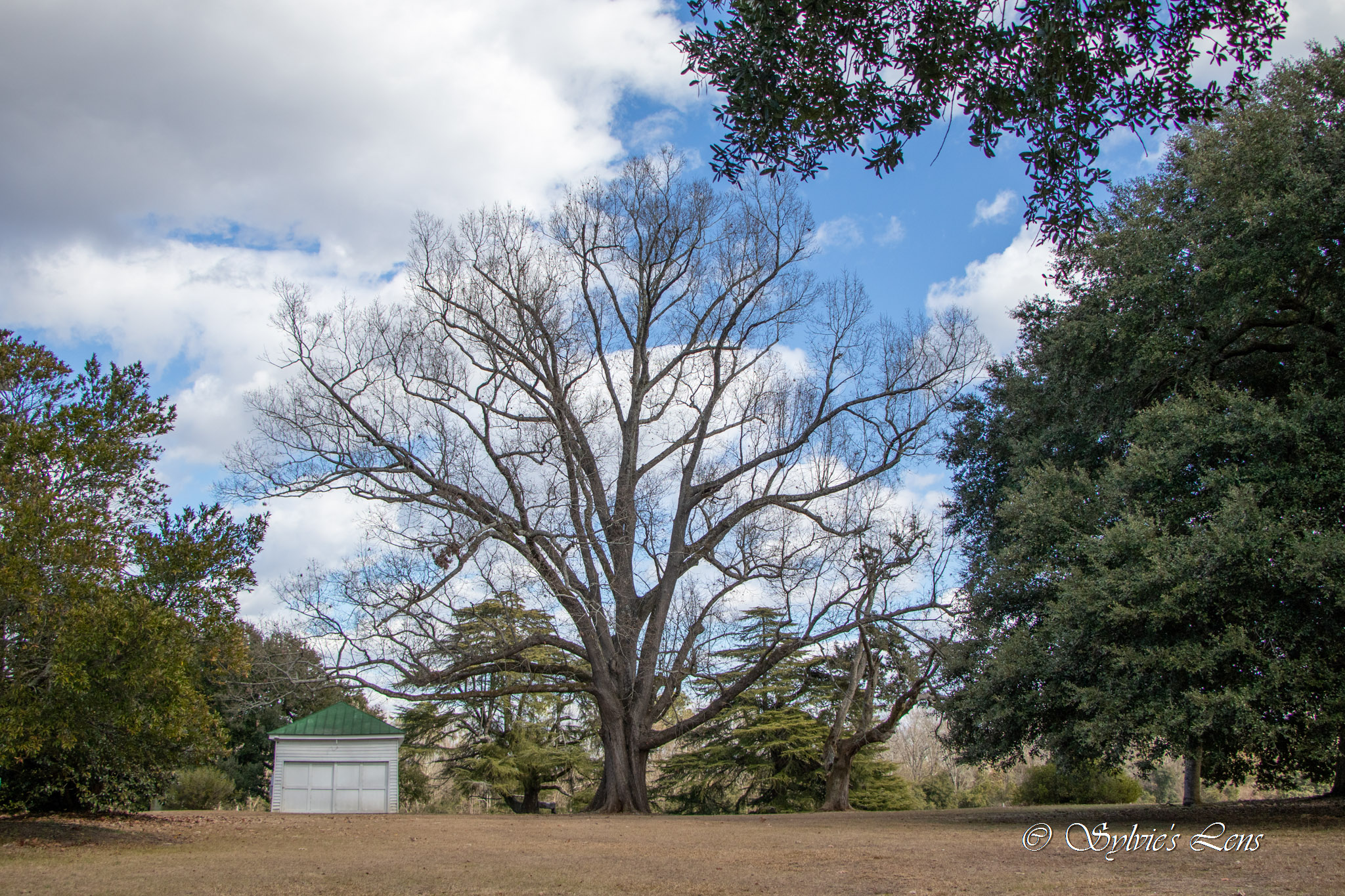 Redcliffe Plantation