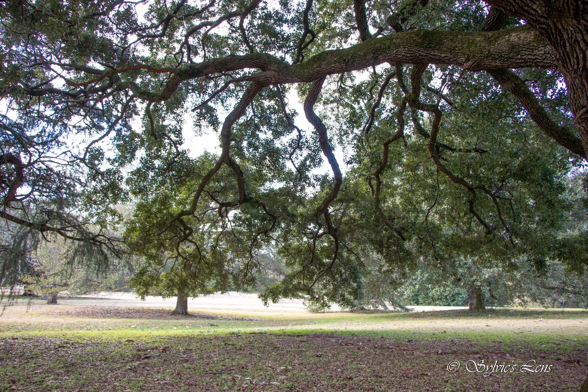 Redcliffe Plantation
