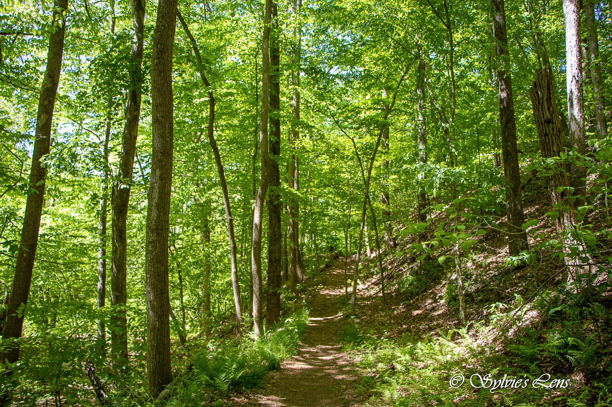 Green River Cove Trail