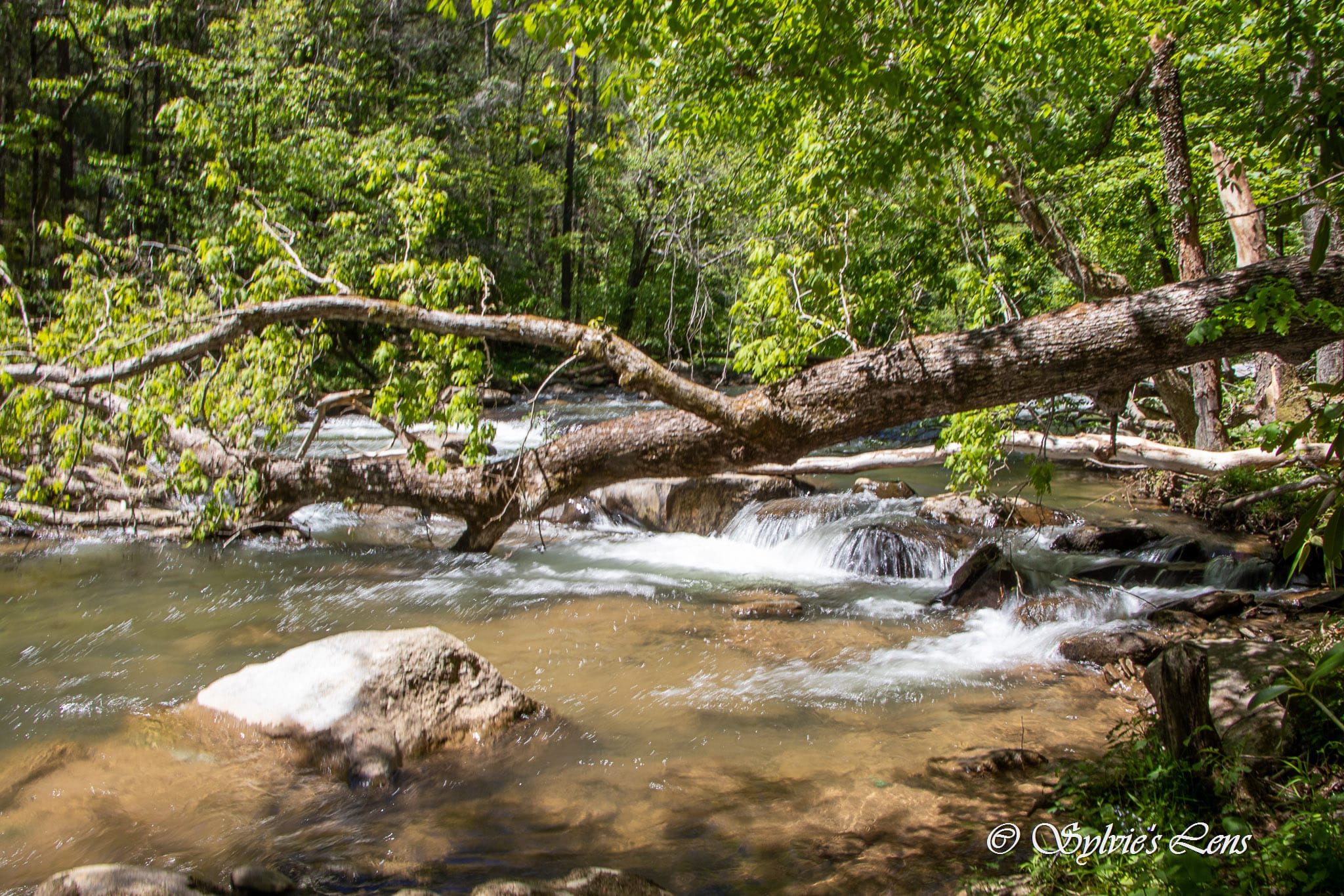 Green River Cove Trail
