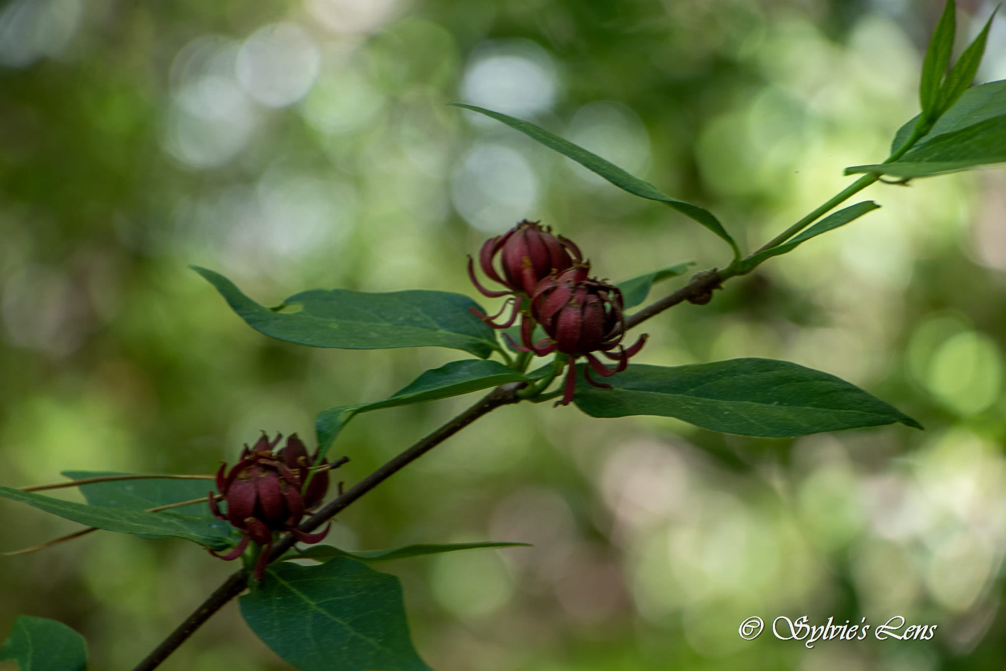 Green River Cove Trail