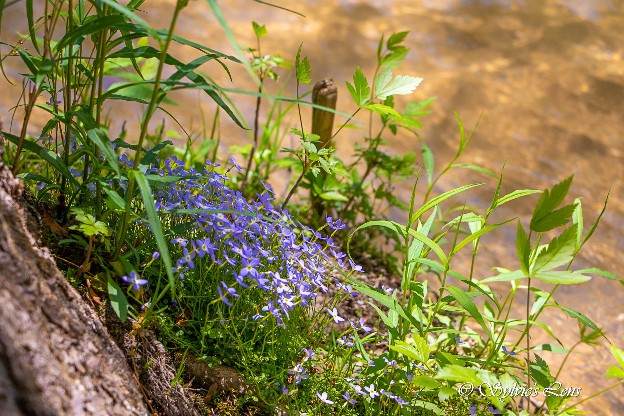 Green River Cove Trail