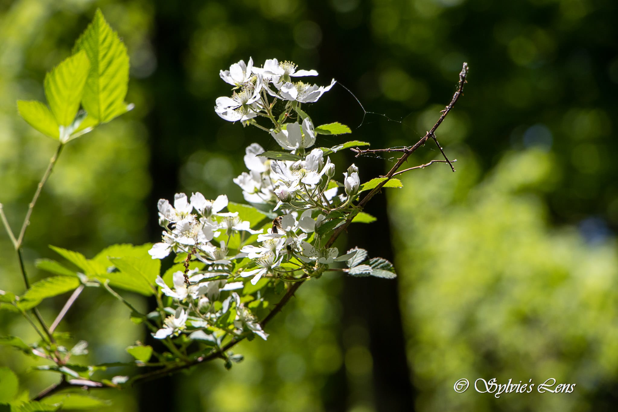 Green River Cove Trail