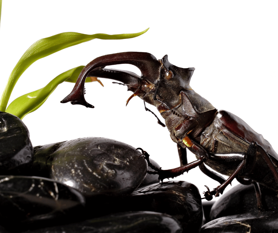 Beetle symbolism: meaning and significance in different cultures