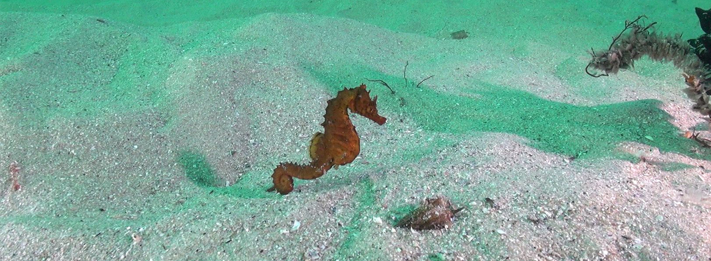 caballito_verde_w