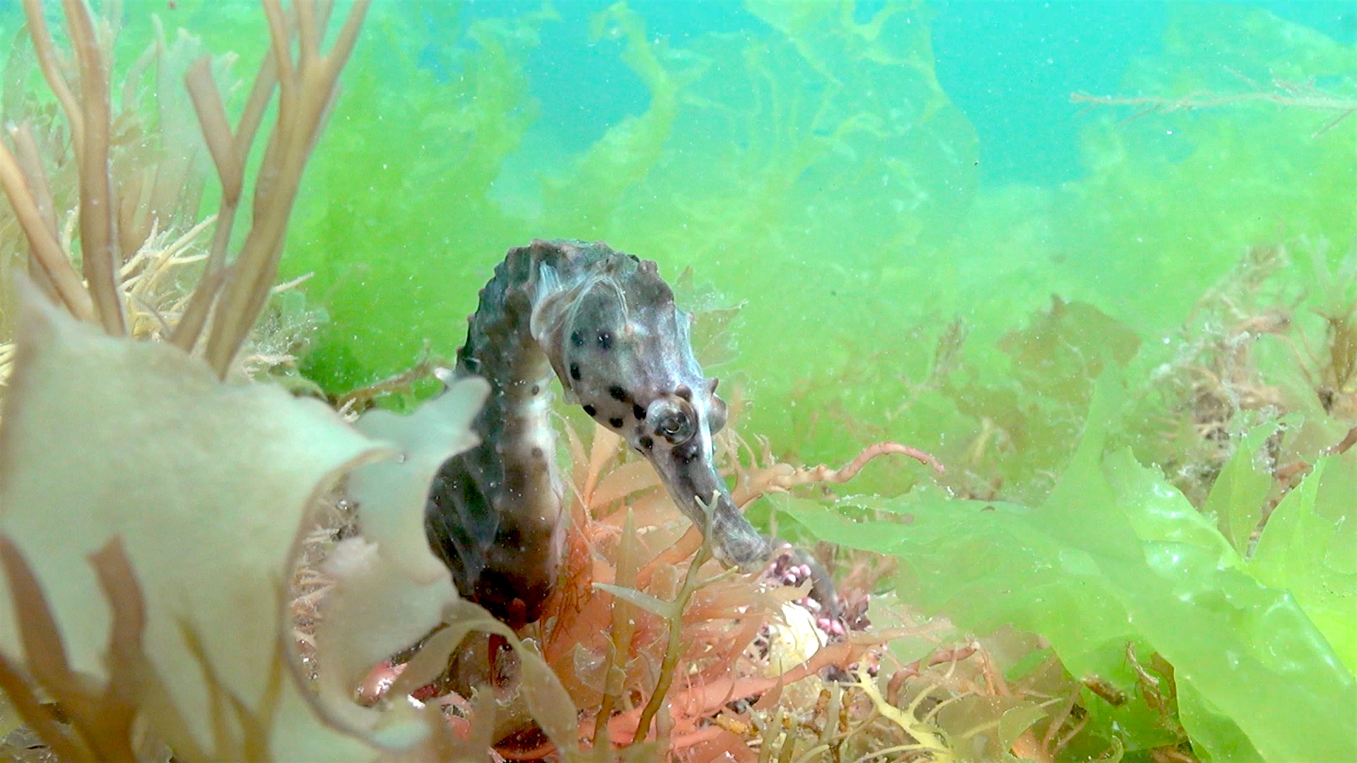 Hippocampus abdominalis2