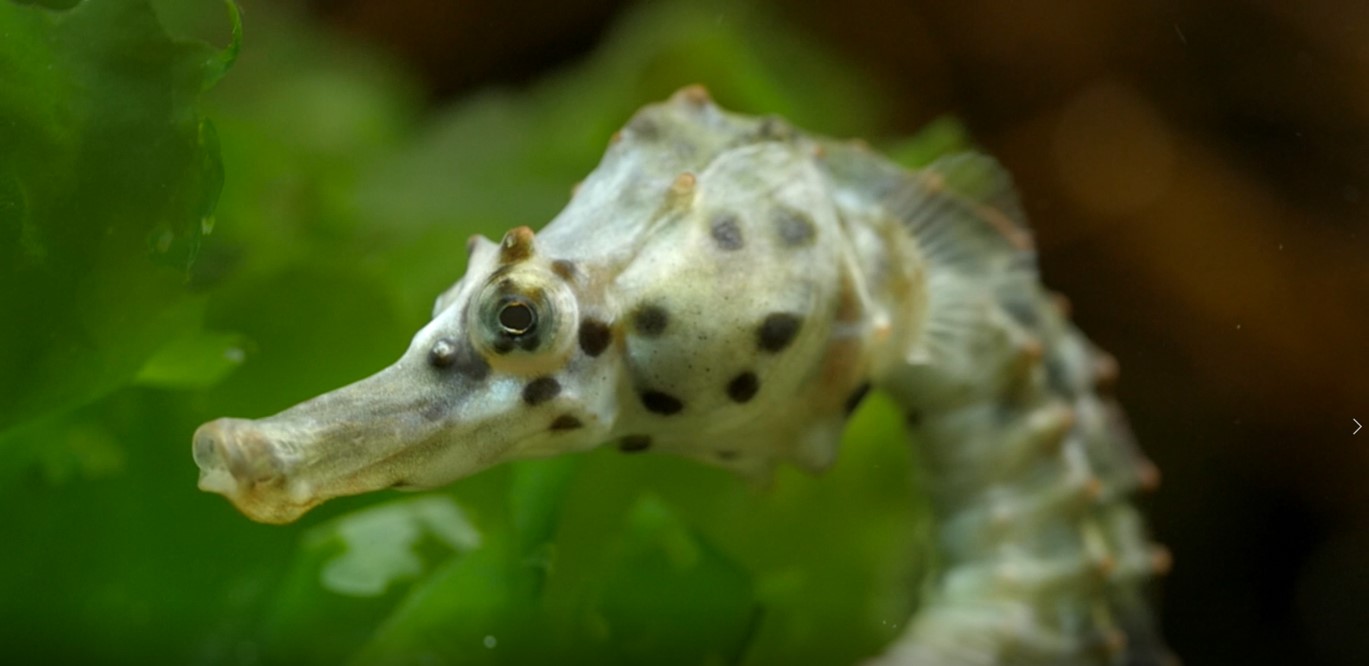 Hippocampus abdominalis3