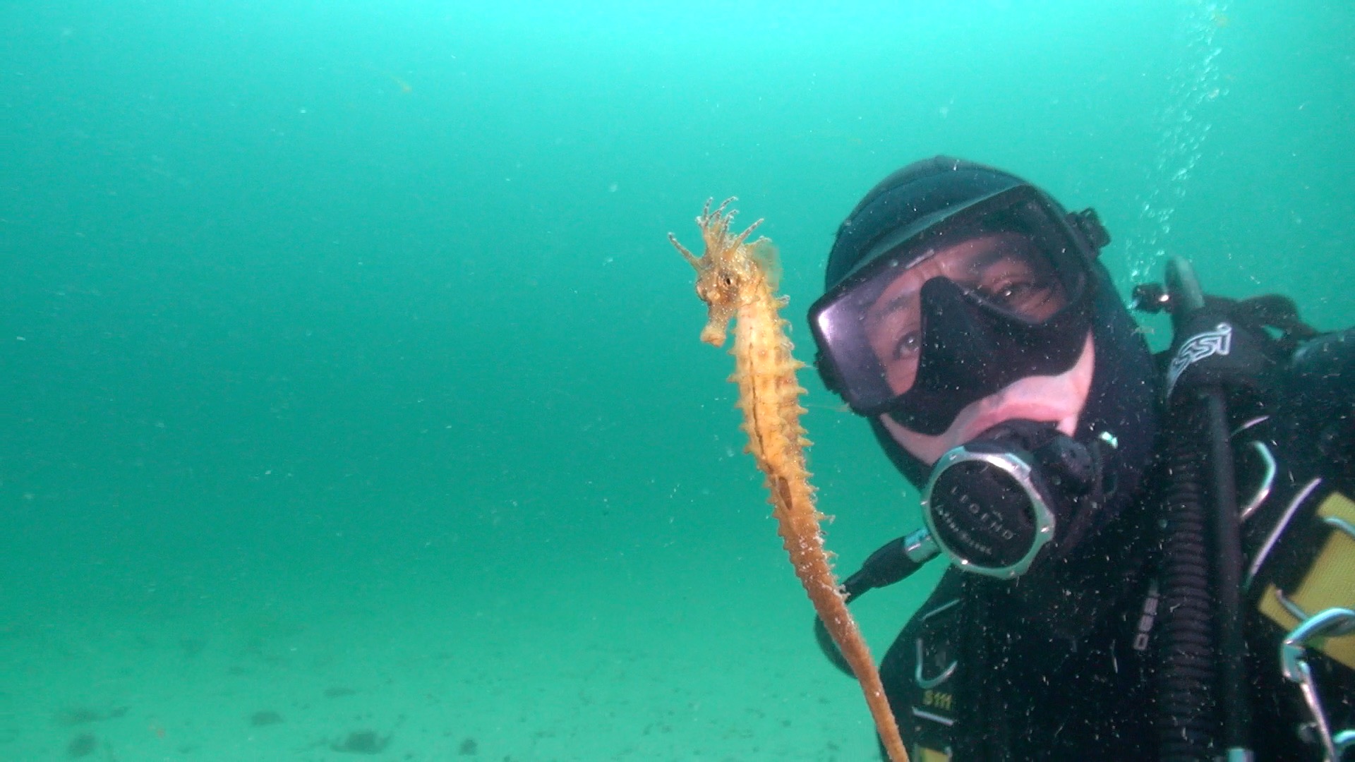 Hippocampus guttulatus buzo
