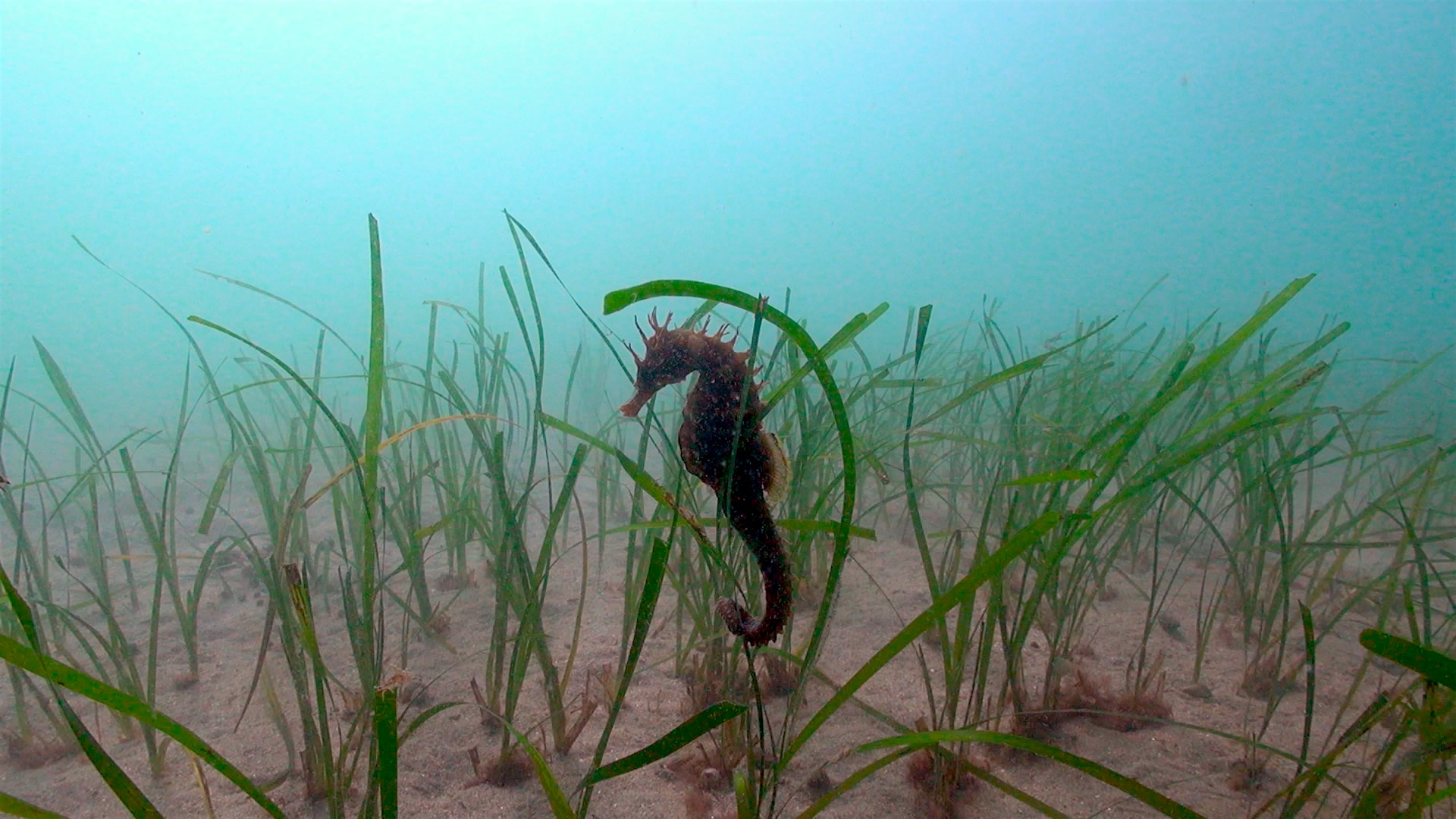 Hippocampus guttulatus