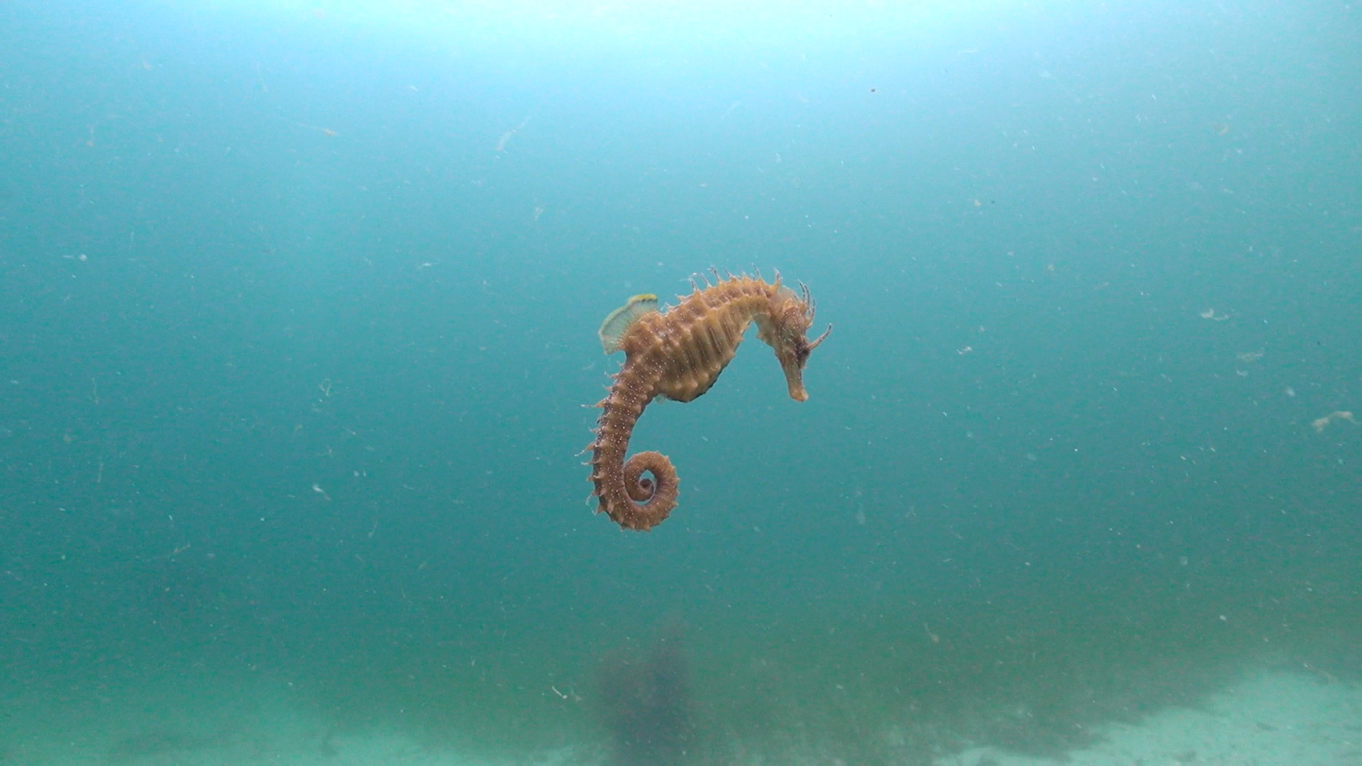 Hippocampus guttulatus2