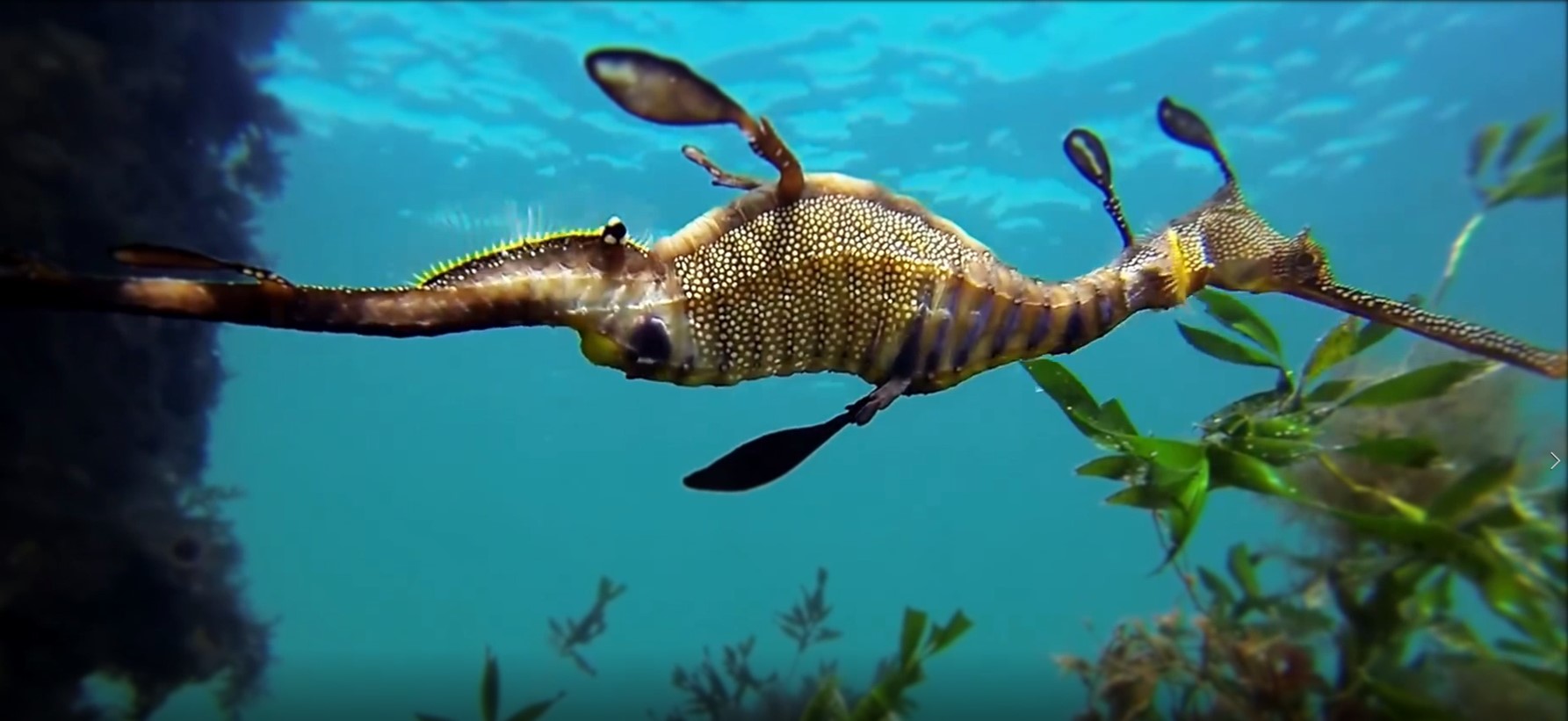 Phyllopteryx taeniolatus