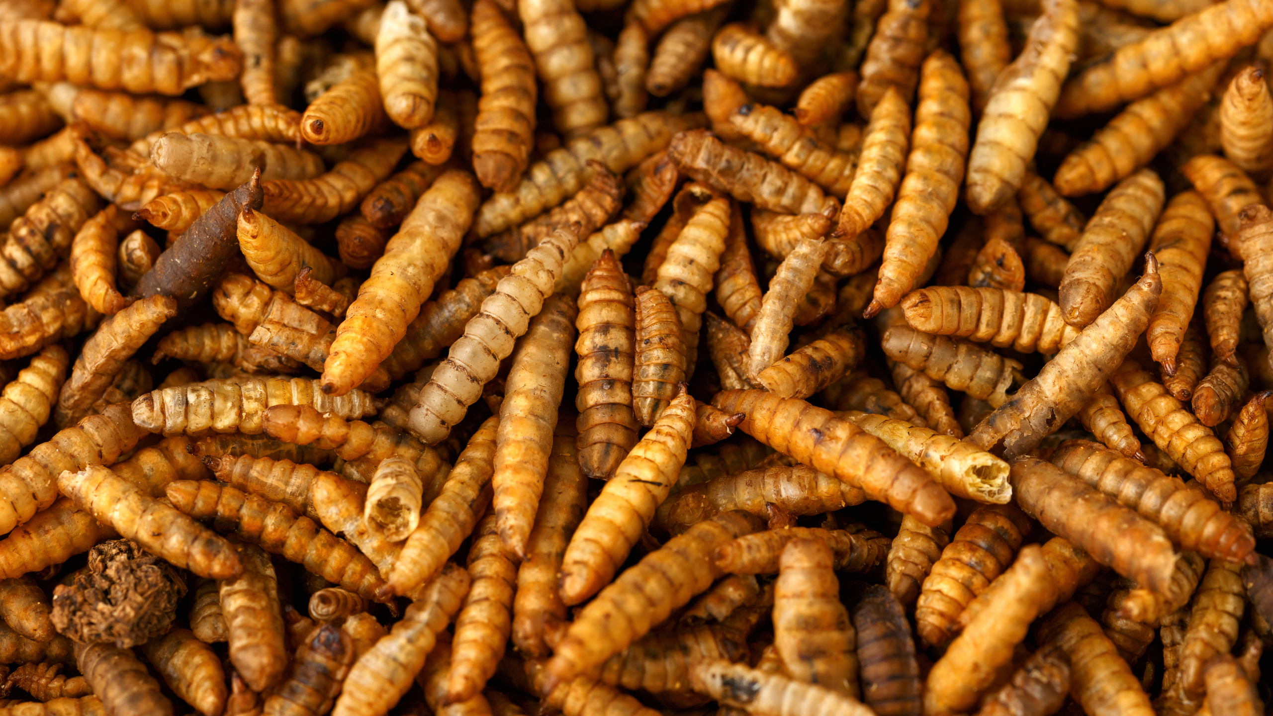 Dried Calci worms - Knight Farm Feeds