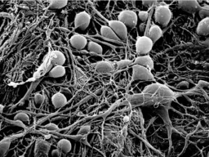 neural cells. Neuroscience and AI