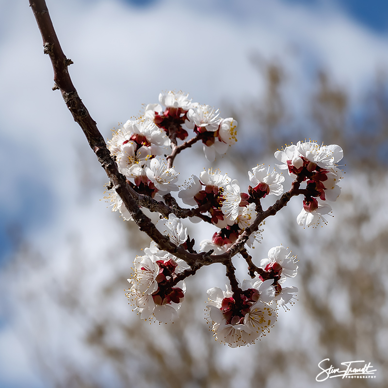 Apricot_01