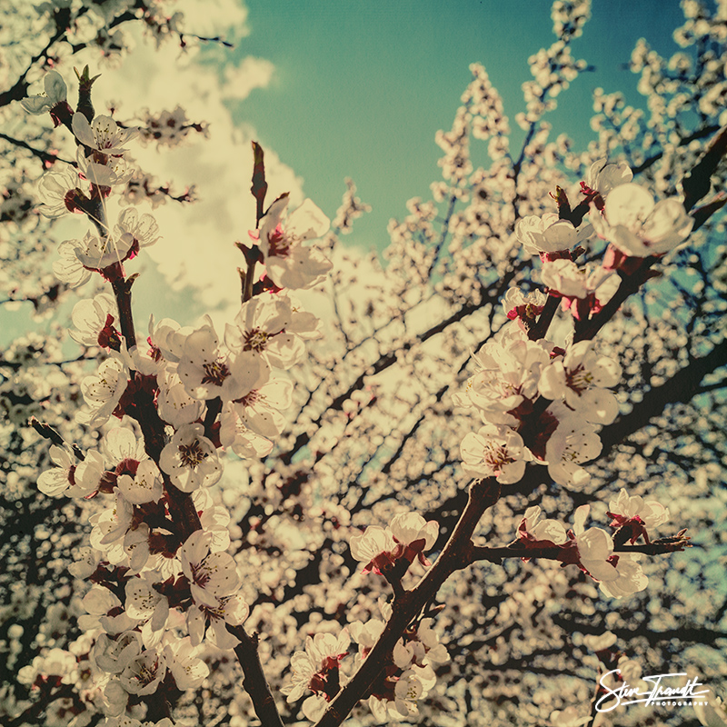 Apricot_04
