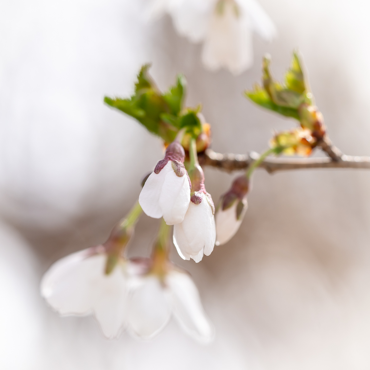WeepingCherry (1 of 8)