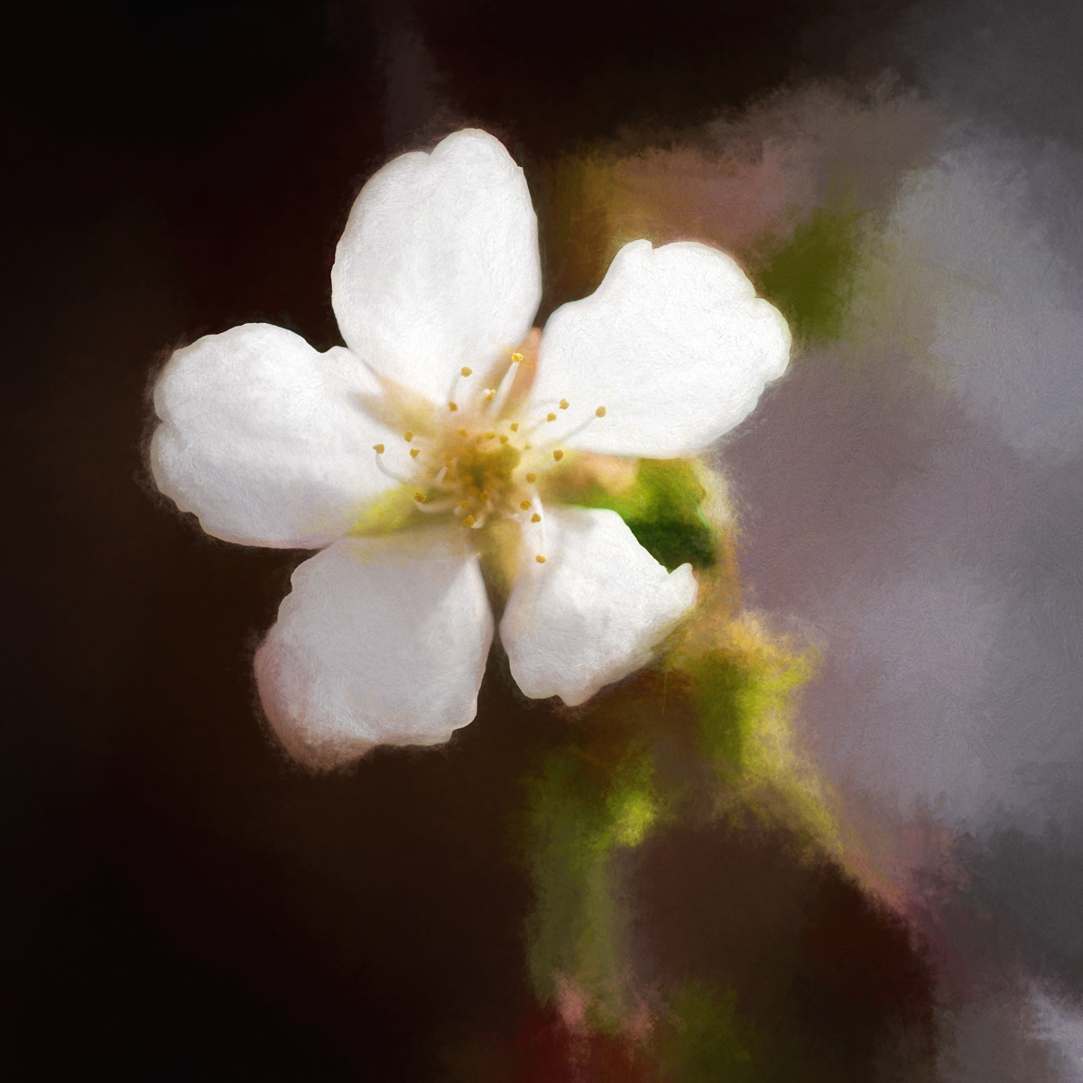 WeepingCherry (3 of 8)