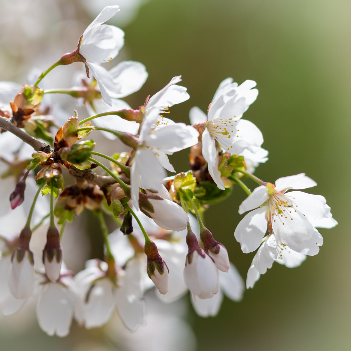 WeepingCherry (6 of 8)