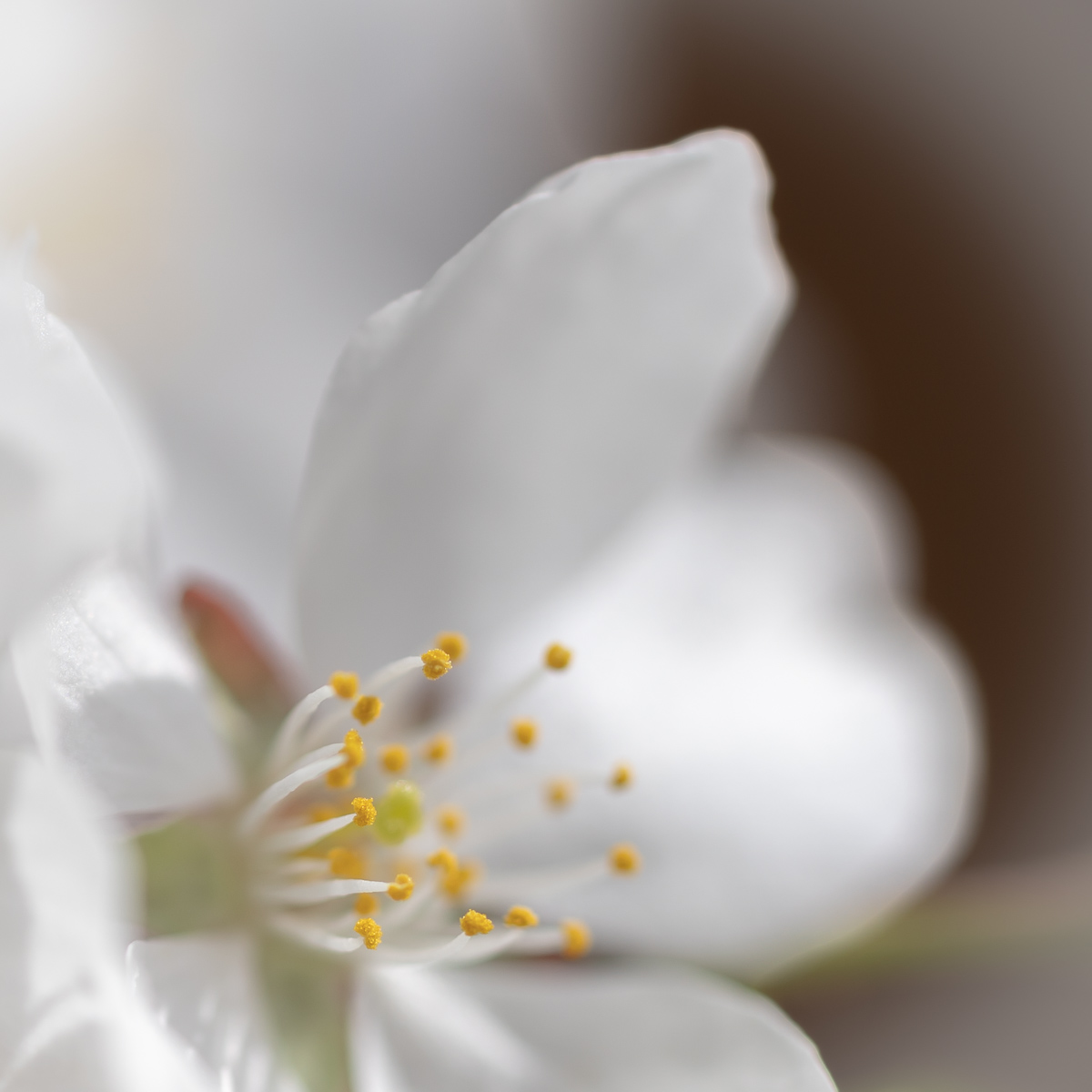 WeepingCherry (8 of 8)