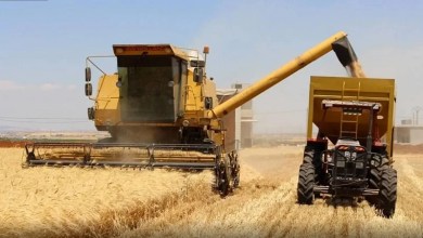 أسوأ موجة جفاف تعصف بالجزيرة السورية منذ 26 عاماً 12 1104511