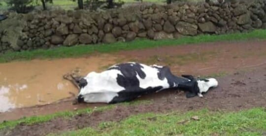 عنصرٌ لدى جيش النظام يطالب بتعويضٍ لبقرته التي صُعقت بأسلاك التوتر