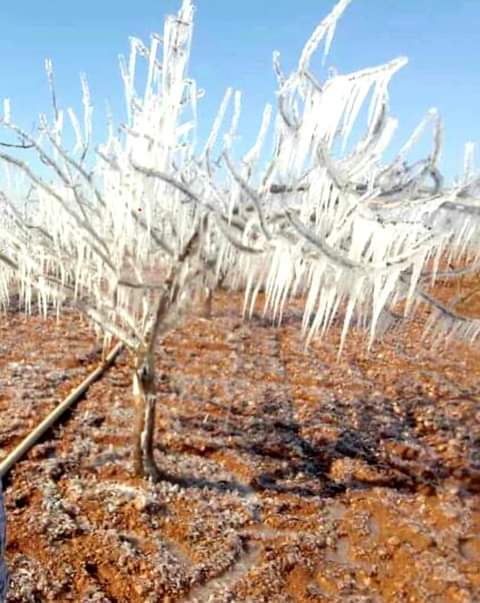 مارع بريف حلب، الصقيع يزين الشجر للناظر، يعكس شدة البرد وصعوبة العيش على النازحين وسط قلة المازوت والحطب.