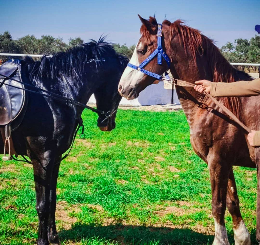 بمناسبة الذكرى العاشرة للثورة إحياء مهرجان سباق الخيول العربية الأصيلة في إدلب