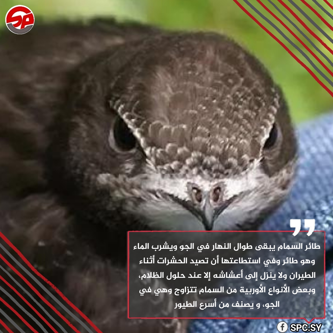 الطائر الذي لا يلامس الأرض أبداً